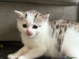 Mixed Breed cats 2 babies left (GIRLS) - Advert 14