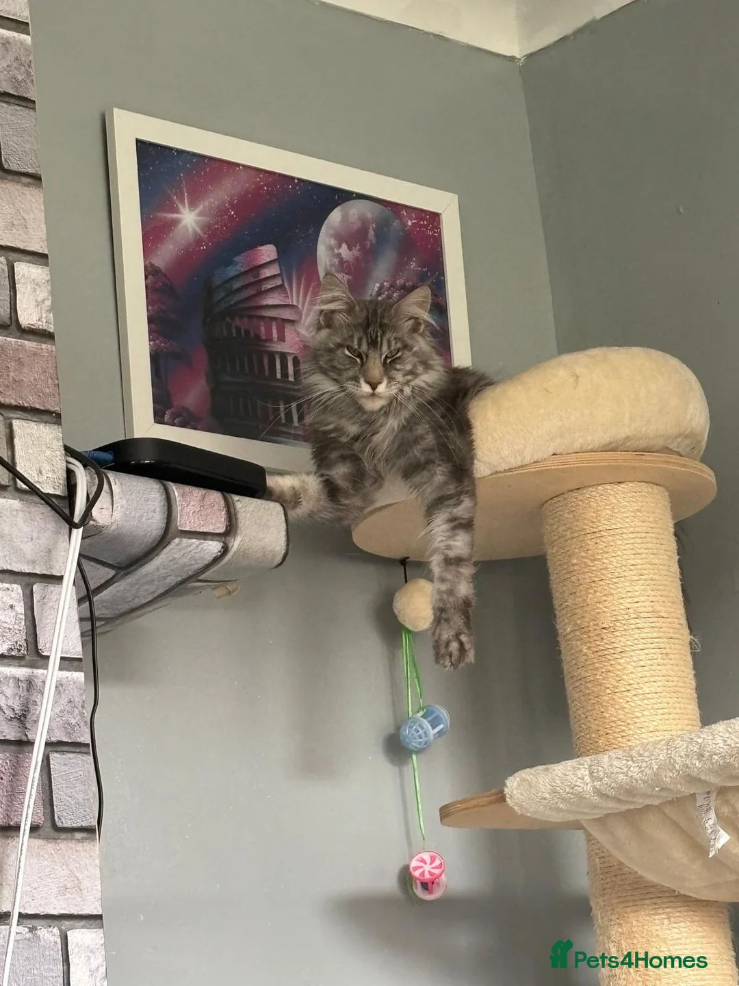 Maine Coon cats for sale: Male Main coone 3 years old grey  in Leicester - Advert 2