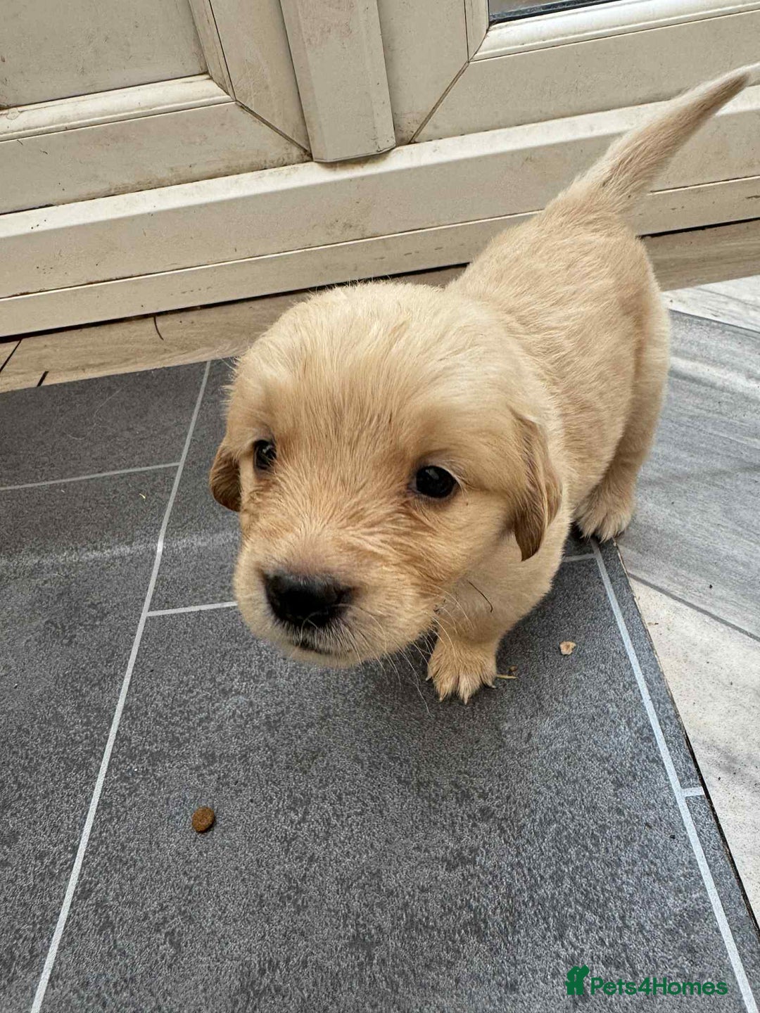 Golden Retriever dogs for sale: Adorable Golden Retriever Puppies for sale - Advert 6