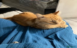 British Longhair cats for sale: Garfield  - Image 2