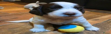 Cocker Spaniel 4