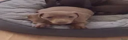 Miniature Dachshund dogs for sale: Whitney - Advert 29