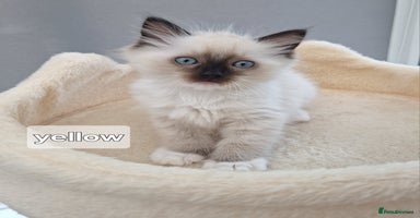 Ragdoll cats - Advert 8