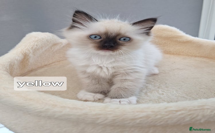 Ragdoll cats - Advert 14