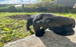 Labrador Retriever dogs for sale: Freddie is looking for his forever home  - Advert 11