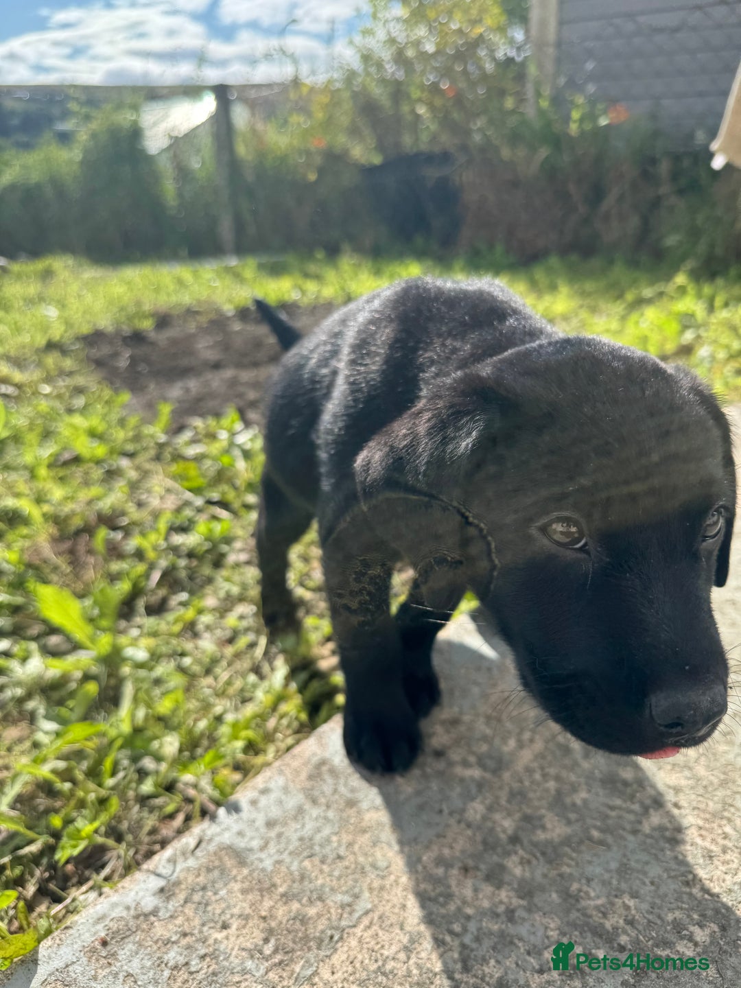 Labrador Retriever dogs for sale: Freddie is looking for his forever home  - Advert 11