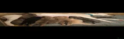 Lurcher dogs for sale: Lurcher puppies in Grange-over-Sands - Advert 1