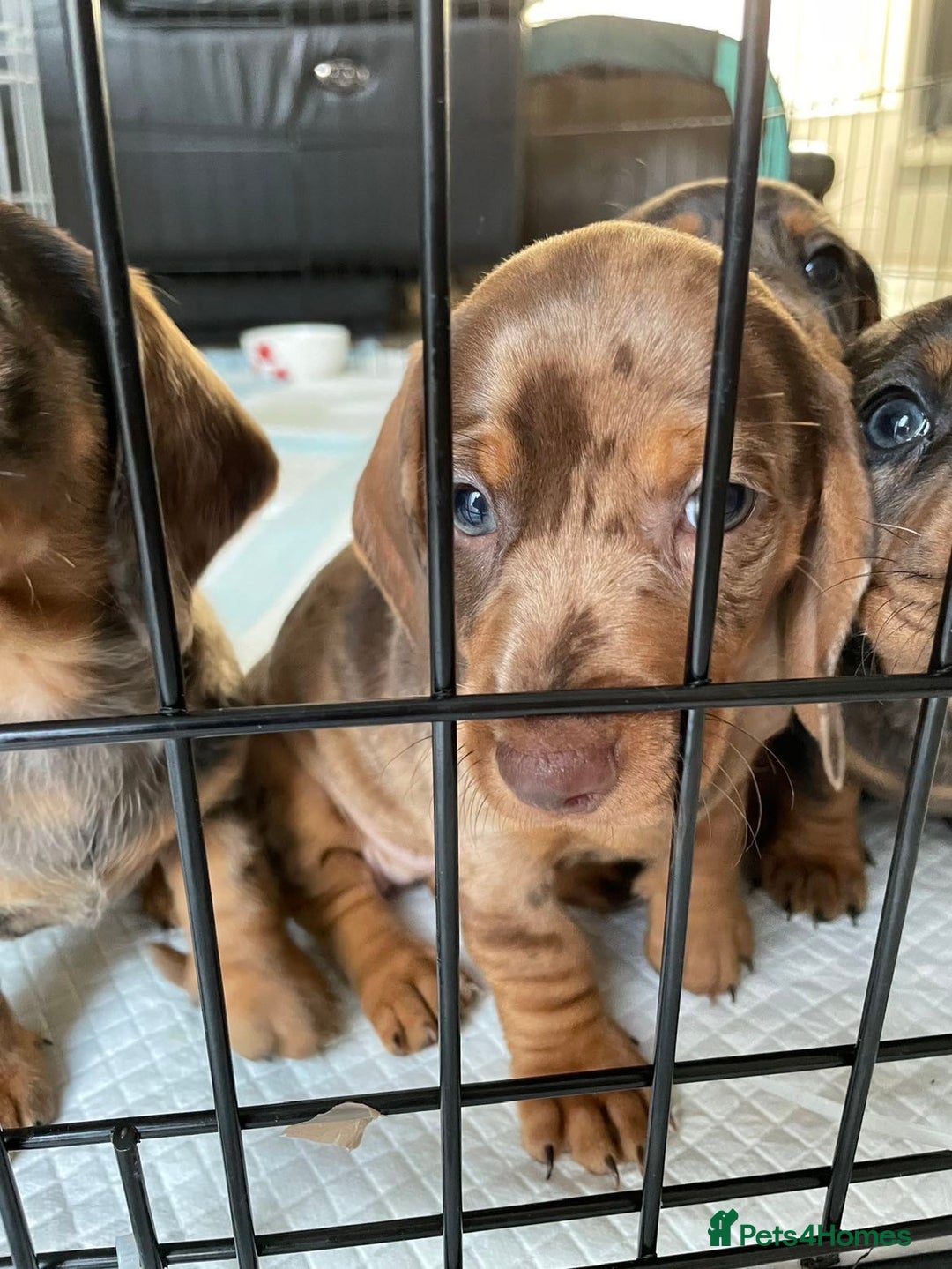 Dachshund dogs for sale: 5 dachshund puppies - Image 6