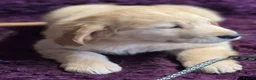 Golden Retriever dogs for sale: Stunning Golden Retriever pups - Advert 5