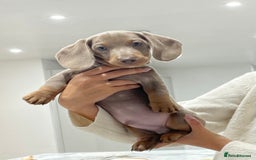 Miniature Dachshund dogs for sale: Isabella & tan miniature smoothcoat daschunds - Image 3