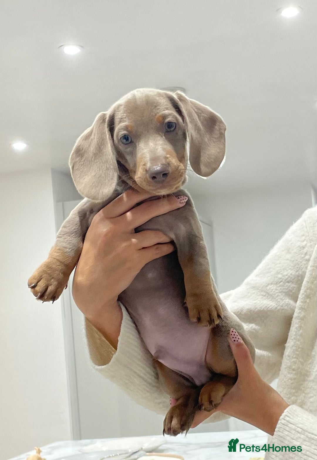 Miniature Dachshund dogs for sale: Isabella & tan miniature smoothcoat daschunds - Image 3