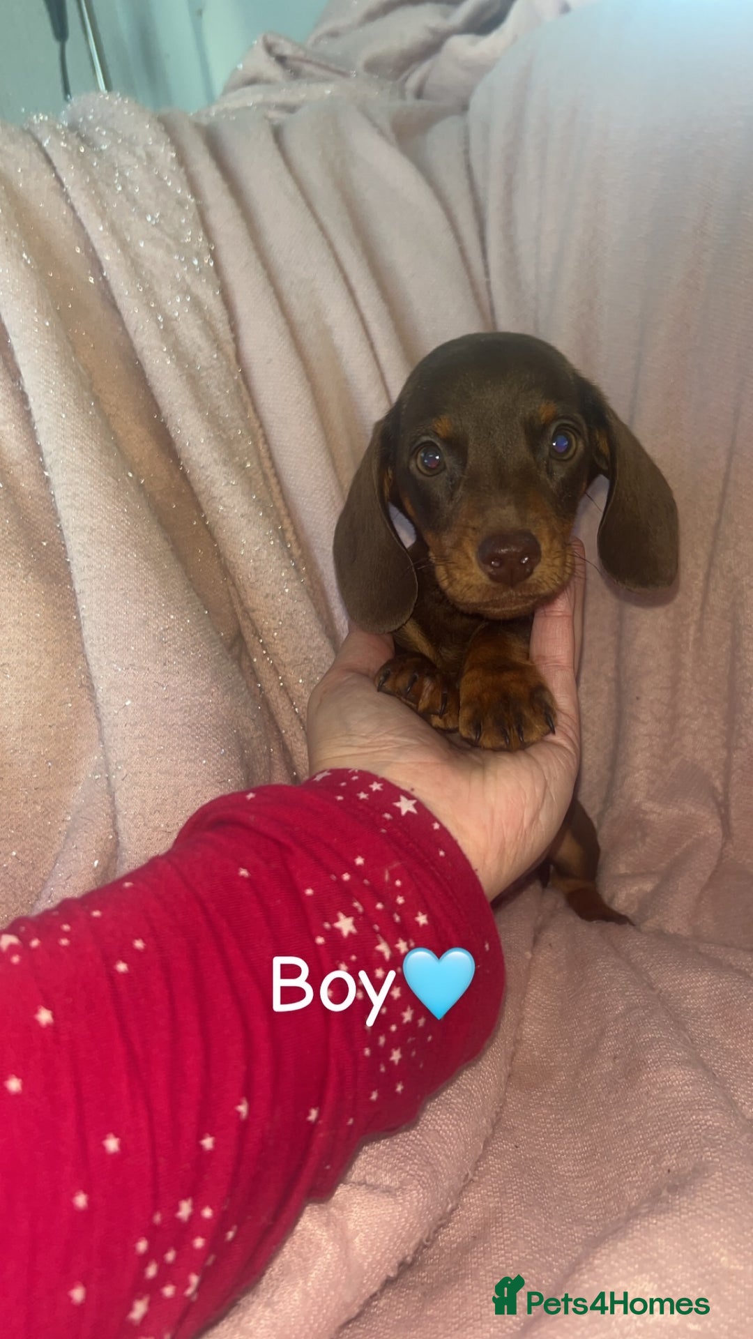 Dachshund dogs for sale: Miniature dachshund puppies - Image 5
