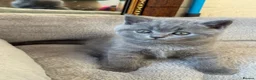 Scottish Fold cats for sale: 7 Scottish fold 😍beautiful  healthy kittens - Advert 4