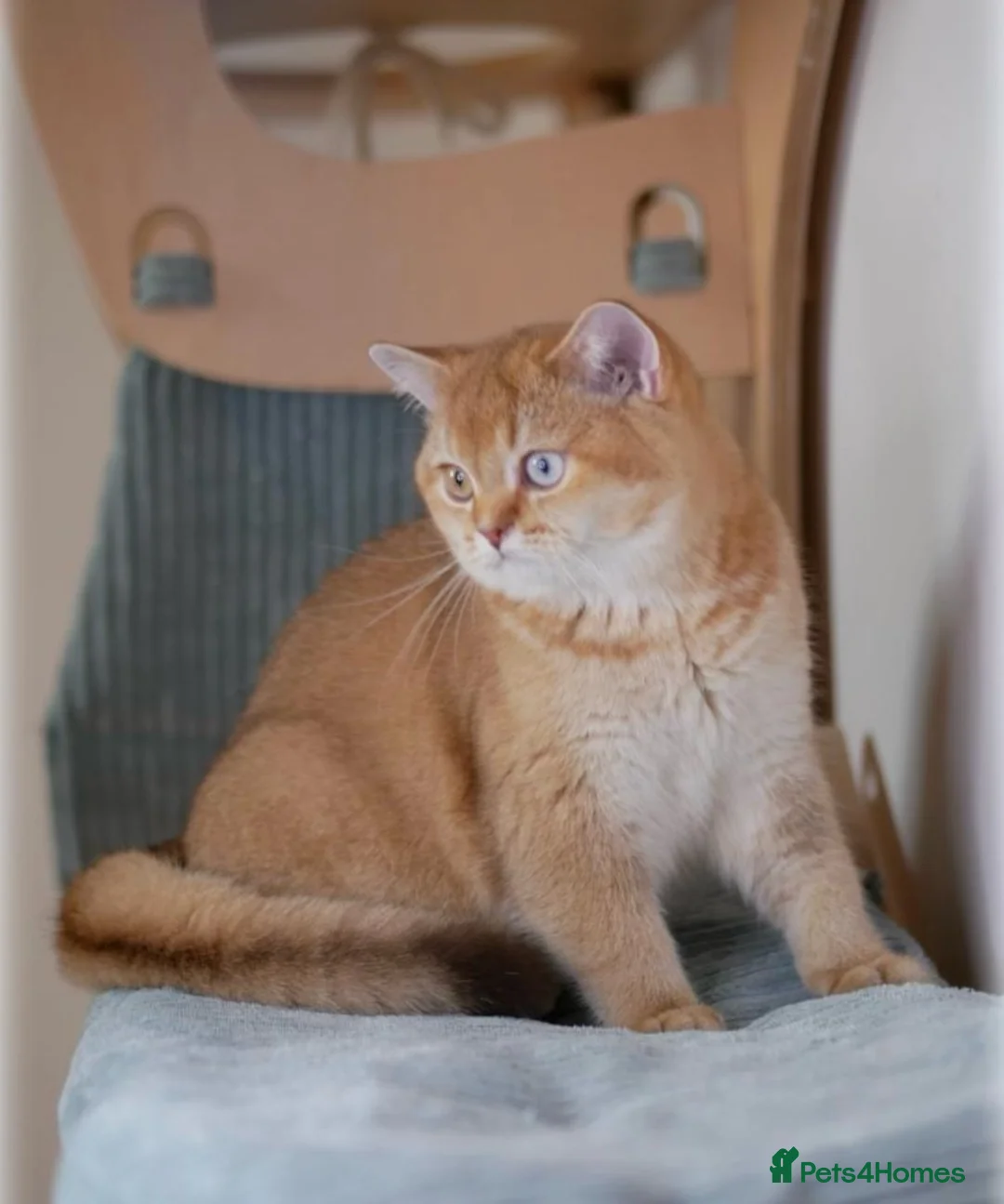 British Shorthair cats for sale: Chocolate golden DBE odd-eyed TICA stud for sale - Advert 2