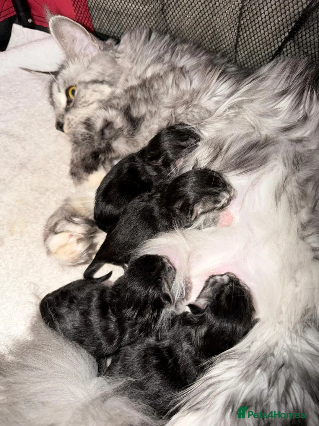 Maine Coon cats for sale: Maine Coon kittens  in Kirkcaldy - Advert 1