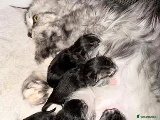 Maine Coon cats Maine Coon kittens - Advert 1