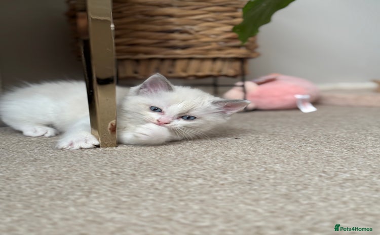 Ragdoll cats - Advert 4
