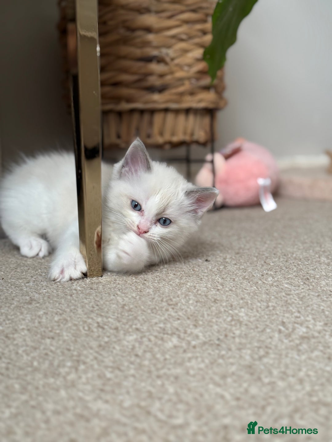 Ragdoll cats for sale: Blue bicolour babies 🐾 - Image 1
