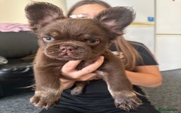 French Bulldog dogs for sale: Nice French puppies  - Image 10