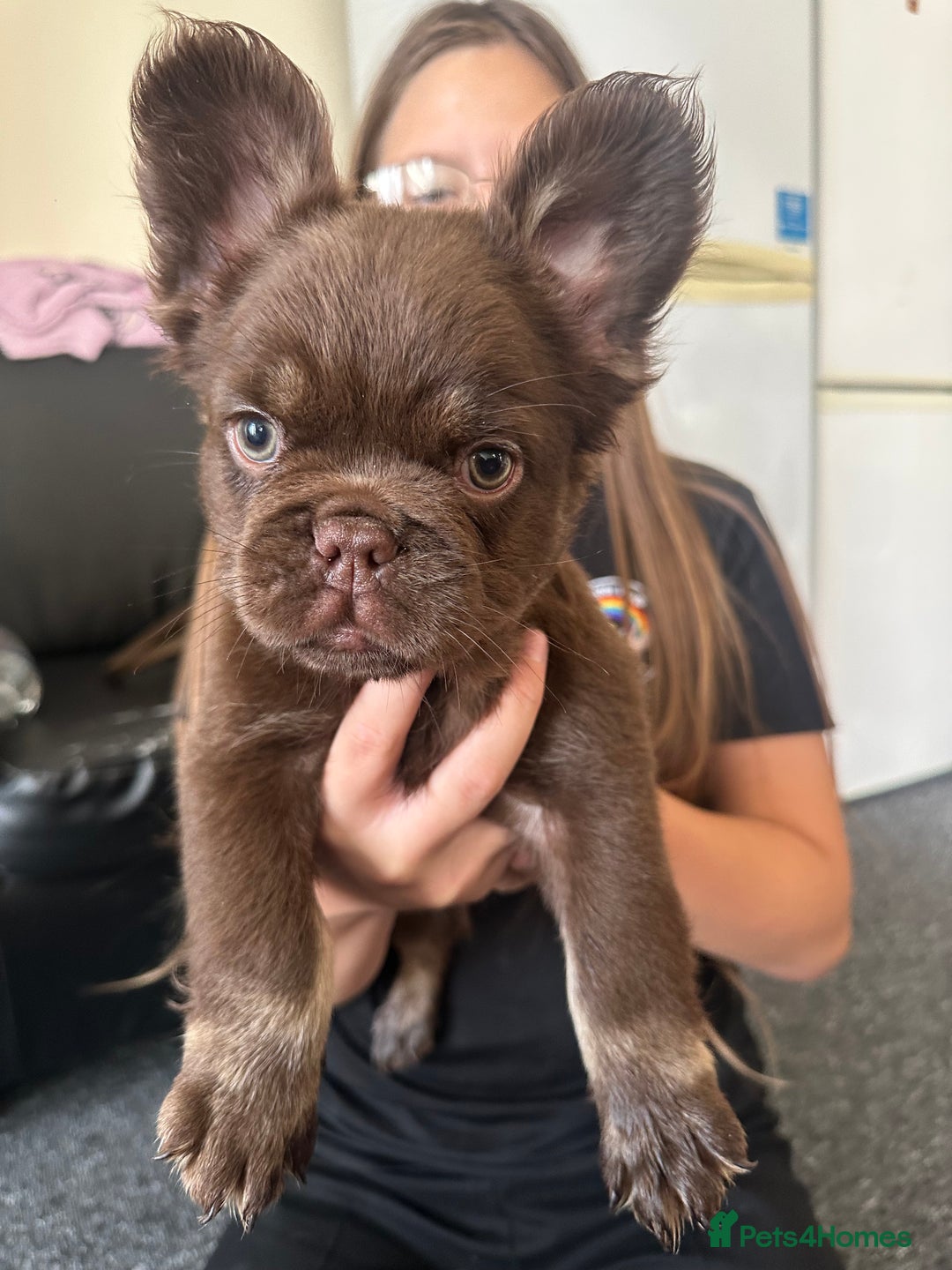 French Bulldog dogs for sale: Nice French puppies  - Image 10