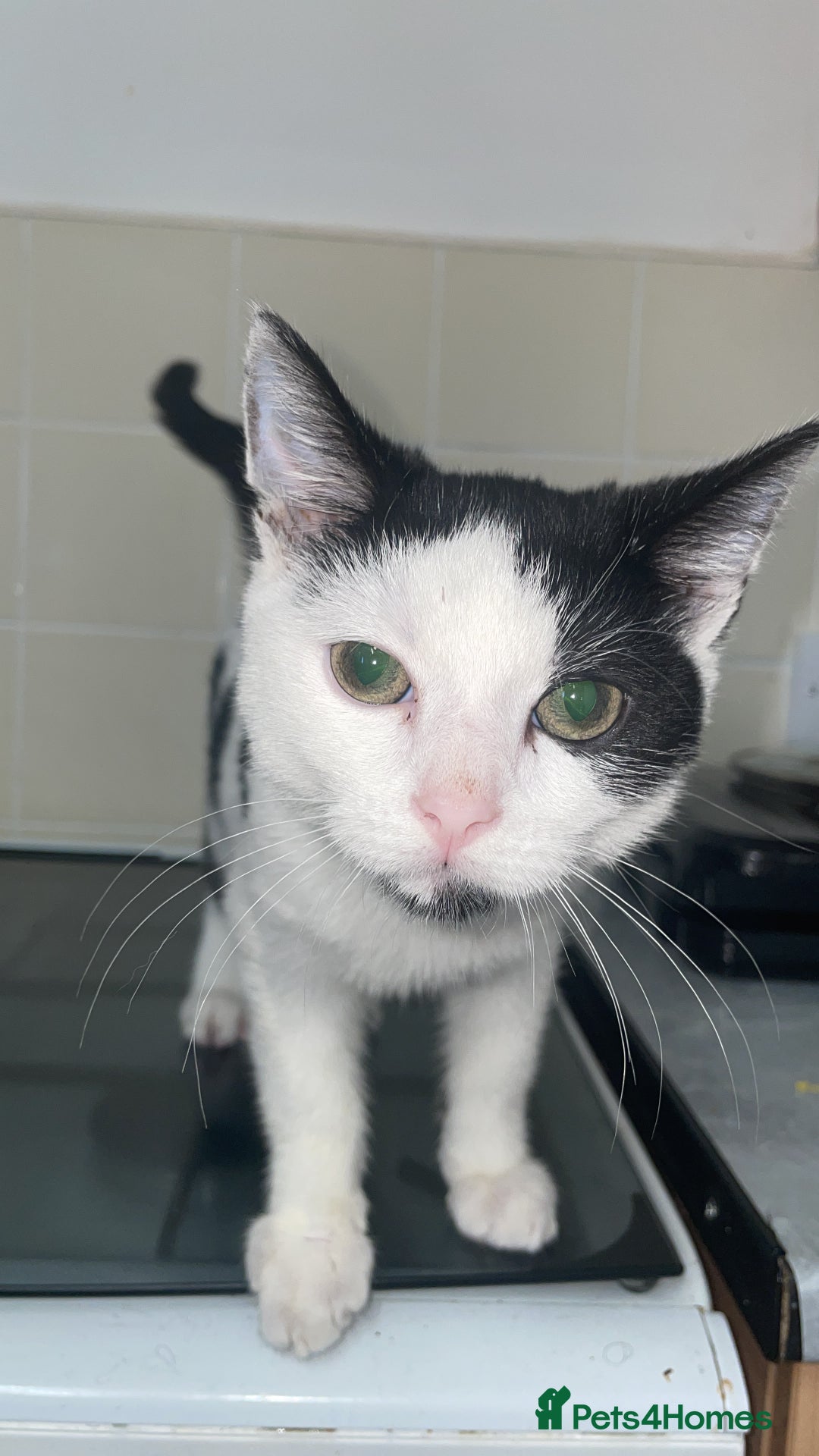 British Shorthair cats for sale: Simba  - Advert 4