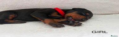 Dobermann 6
