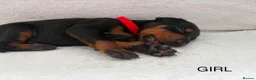 Dobermann dogs for sale: KC REGISTERED - DOBERMAN PUPPIES in Saint Helens - Advert 16