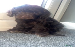 Cockapoo dogs for sale: 1 brown female cockapoo  - Image 1