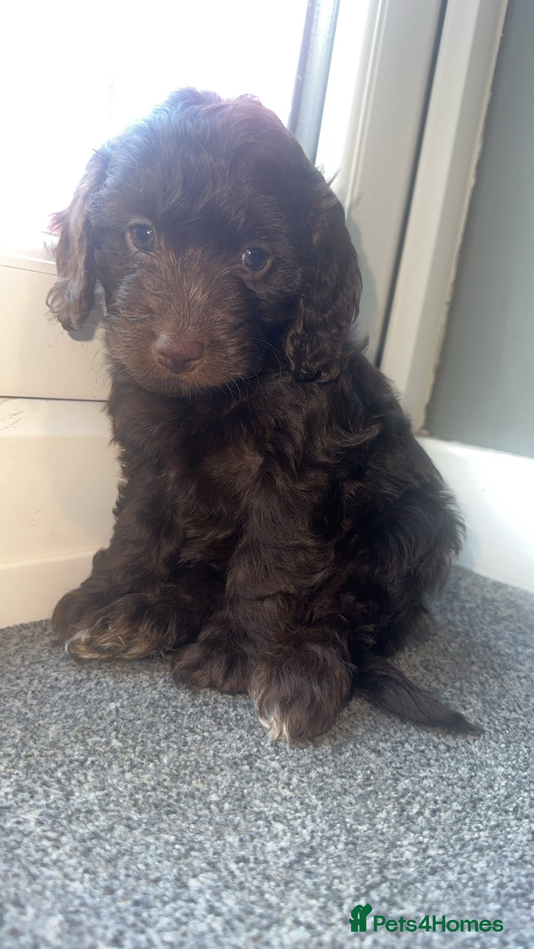 Cockapoo dogs for sale: 1 brown female cockapoo  - Image 1