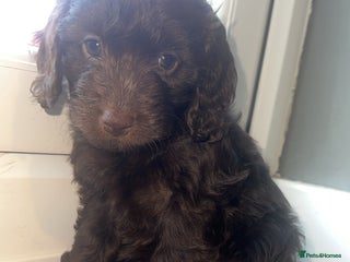 Cockapoo dogs - Advert 26