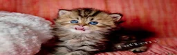 Persian cats for sale: Persian Chinchilla Kittens  - Advert 9