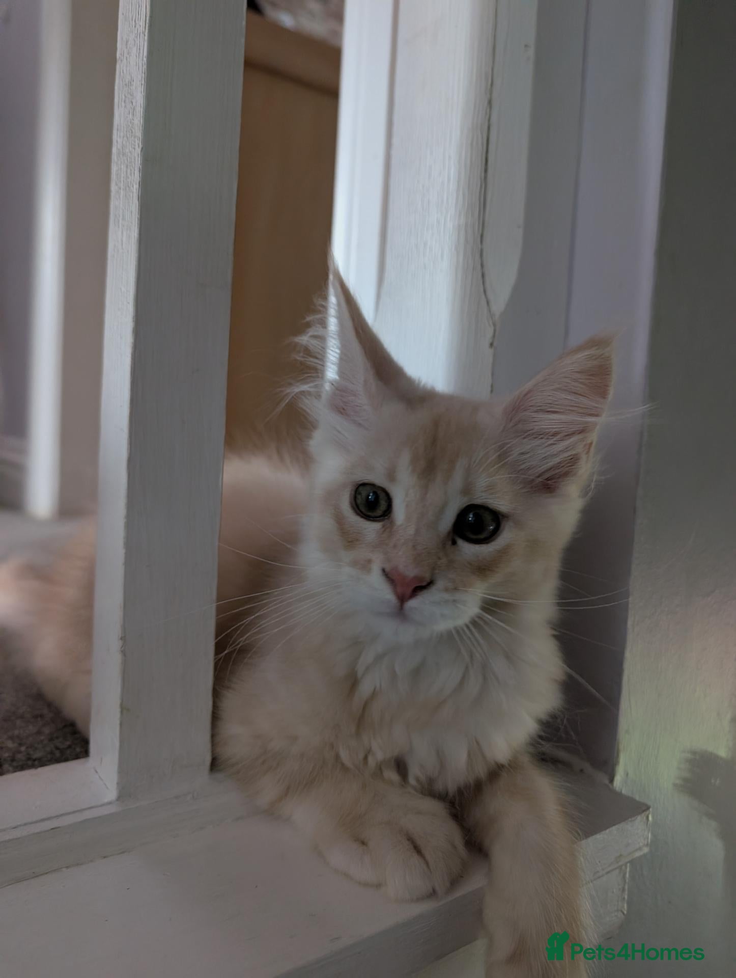 Maine Coon cats Maine Coon kittens  - Advert 6