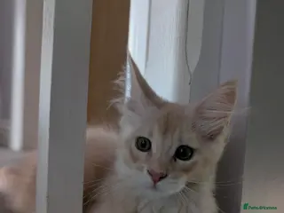 Maine Coon cats Maine Coon kittens - Advert 6