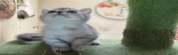 Munchkin cats for sale: ✨ Adorable TICA Registered Munchkin Kittens ✨ - Advert 17