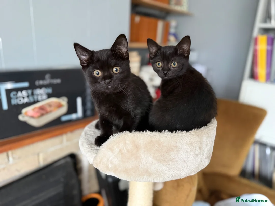 British Shorthair cats for sale: Stunning Black British Shorthair Kittens 2Left - Advert 1