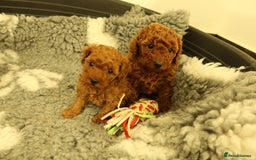 Toy Poodle dogs for sale: 3 Red Toy Poodles Available  - Advert 5