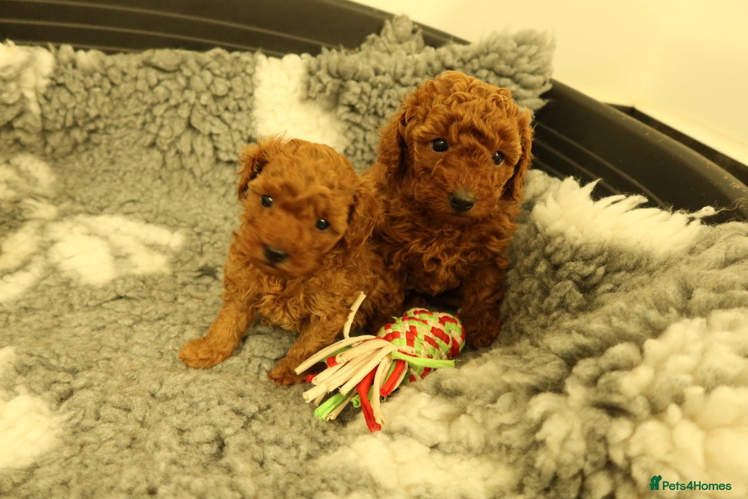 Toy Poodle dogs for sale: 3 Red Toy Poodles Available  - Advert 5