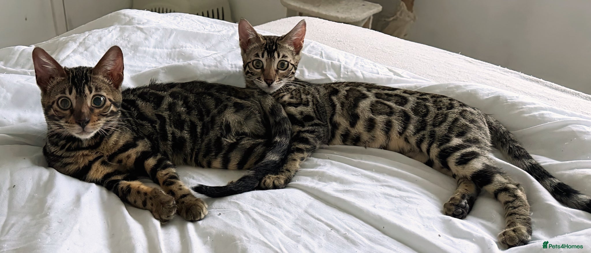 Bengal cats BENGAL 🔥 KITTENS TICA REGISTERED  - Advert 6