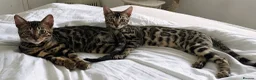 Bengal cats for sale: BENGAL 🔥 KITTENS TICA REGISTERED  - Advert 21