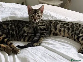 Bengal cats BENGAL 🔥 KITTENS TICA REGISTERED - Advert 6