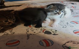 Mixed Breed cats for sale: 4 beautiful kittens - Image 23