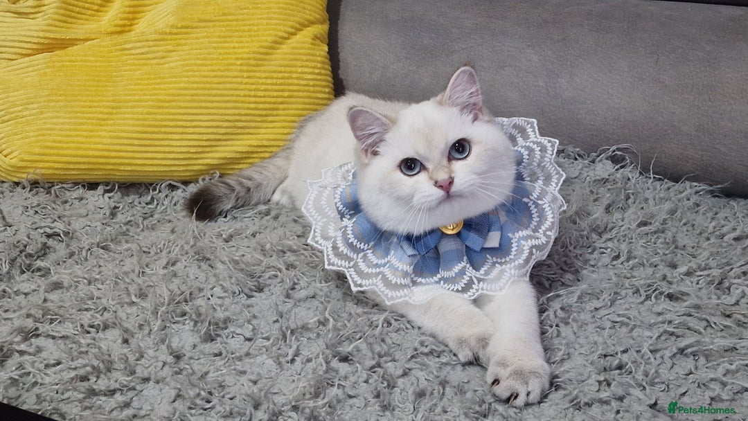British Shorthair cats for sale: Golden British shorthair Pedigree Neutered  - Image 20