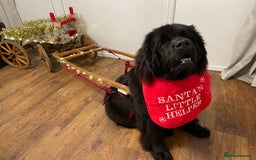 Newfoundland dogs for sale: KC registered Newfoundland Puppies. Health tested - Image 25