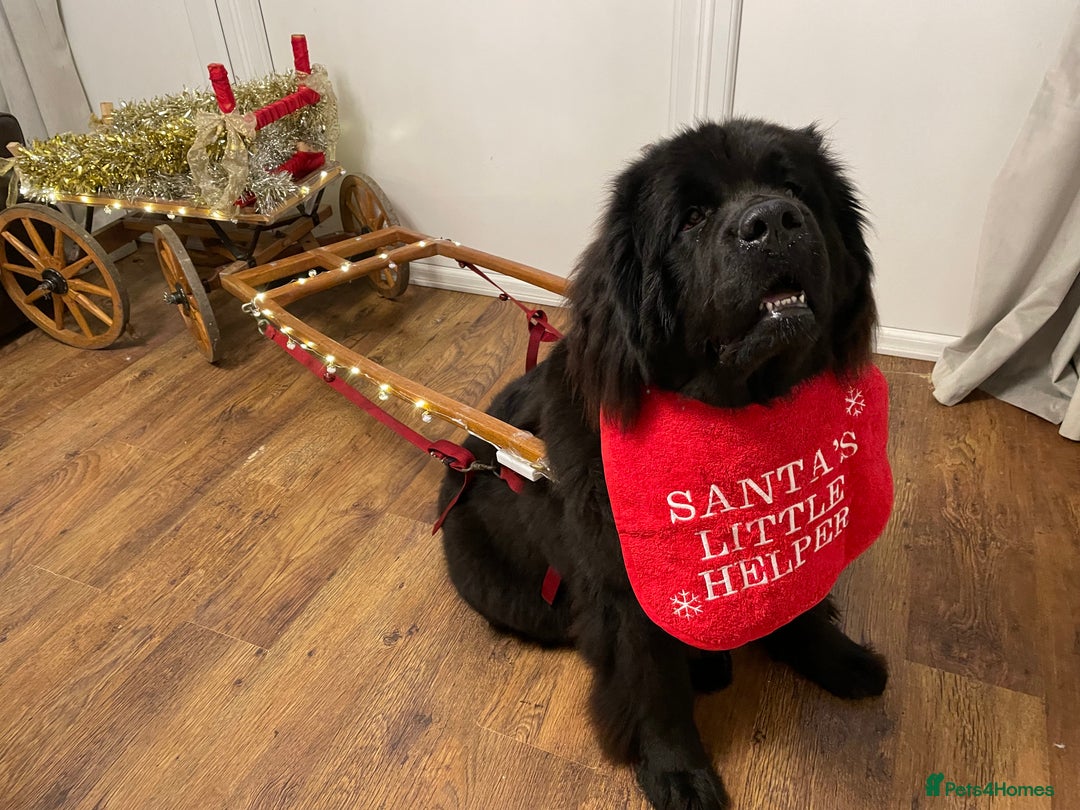 Newfoundland dogs for sale: KC registered Newfoundland Puppies. Health tested - Image 25