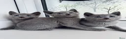Russian Blue cats for sale: TICA Rusian Blue kittens  - Advert 9