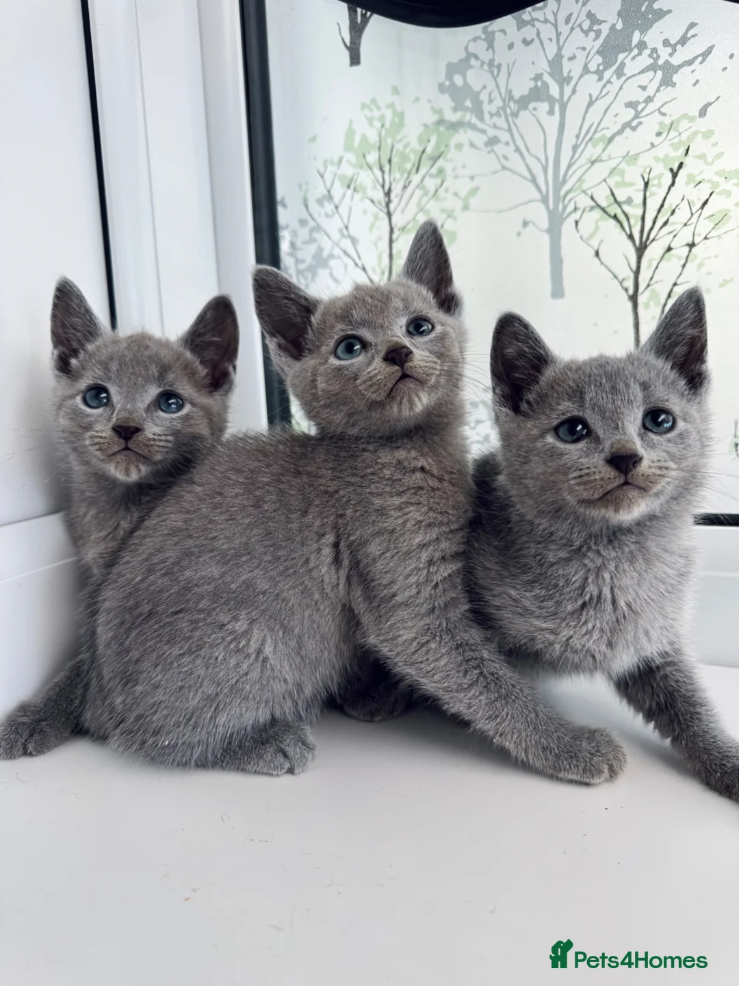 Russian Blue cats for sale: TICA Rusian Blue kittens  - Advert 9