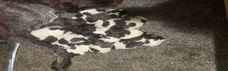 German Wirehaired Pointer dogs for sale: KC Reg German Wirehaired pointers Due July  - Advert 4