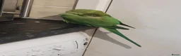 Ringnecks birds for sale: 2.5 Years Green Indian ringneck in Norwich - Advert 4