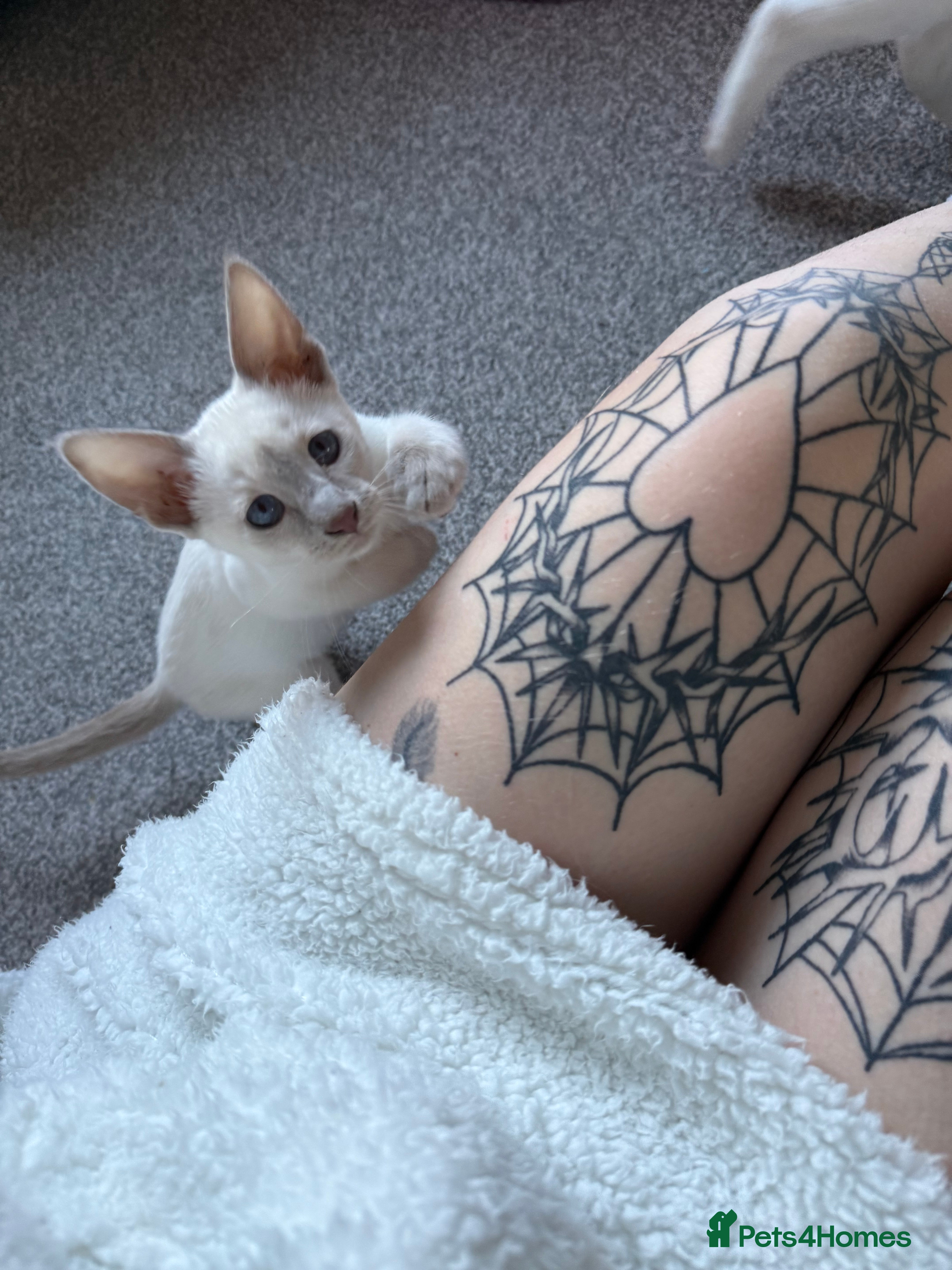 Siamese cats oriental siamese male - Advert 4