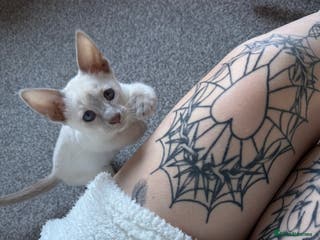 Siamese cats oriental siamese male - Advert 3